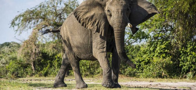 Exciting Game Drives in Queen