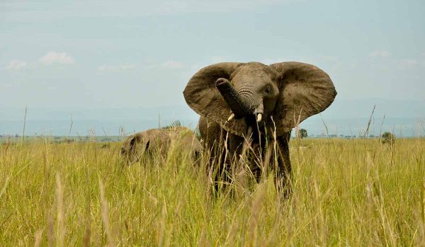 Uganda Wildlife Safaris