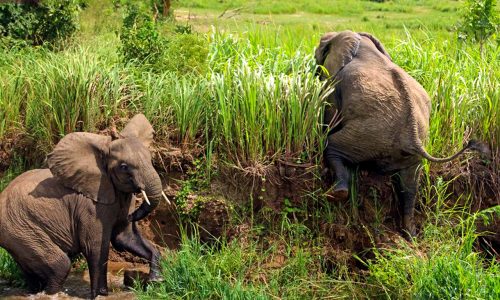 Uganda wildlife adventures