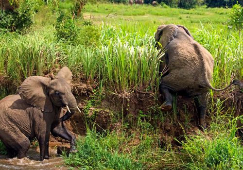 Uganda wildlife adventures