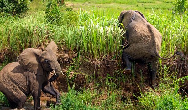 Uganda wildlife adventures