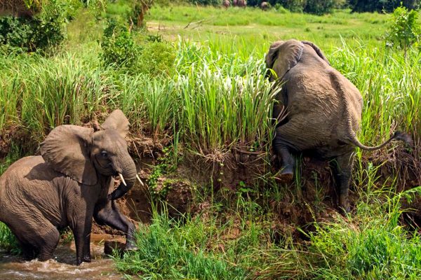 Uganda wildlife adventures