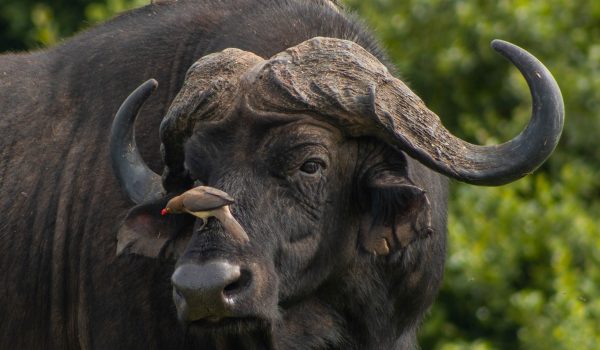 Queen Elizabeth National Park