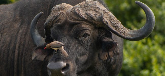 Queen Elizabeth National Park