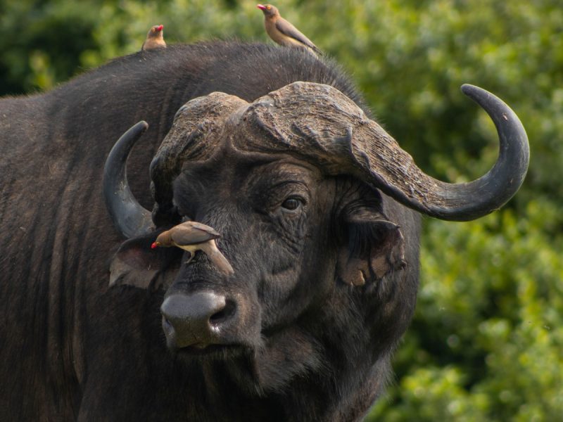 Queen Elizabeth National Park