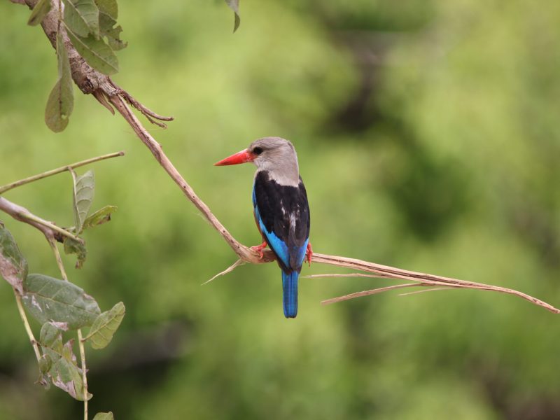 How to Get to Queen Elizabeth National Park