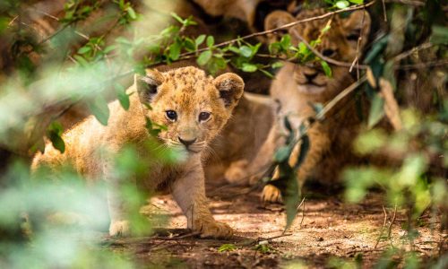 Uganda wildlife adventures