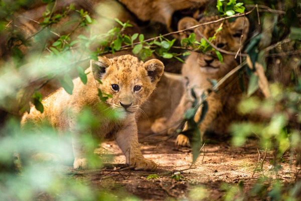 Uganda wildlife adventures