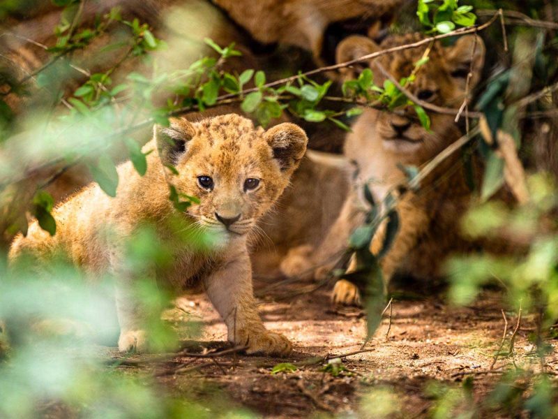 Uganda wildlife adventures