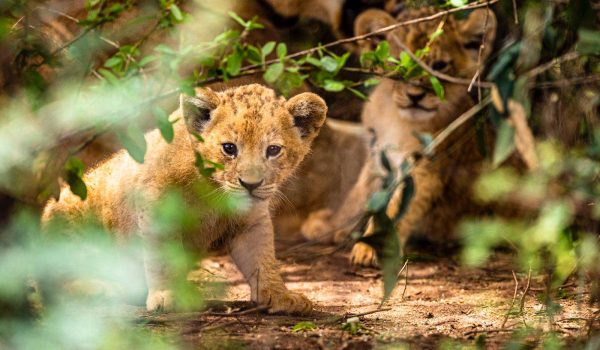 Queen Elizabeth National Park