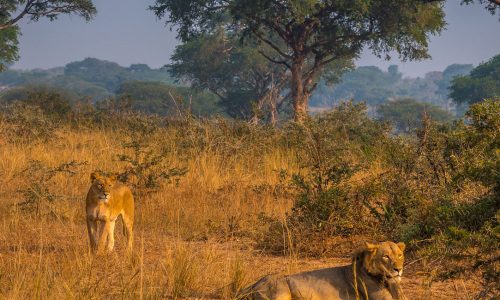 Uganda wildlife adventures