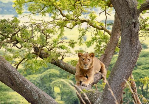 Tree Climbing Lions Tracking