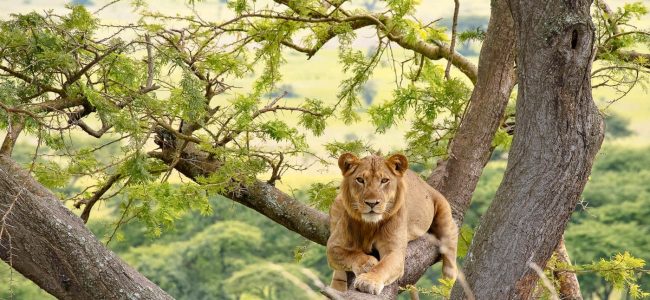 Tree Climbing Lions Tracking