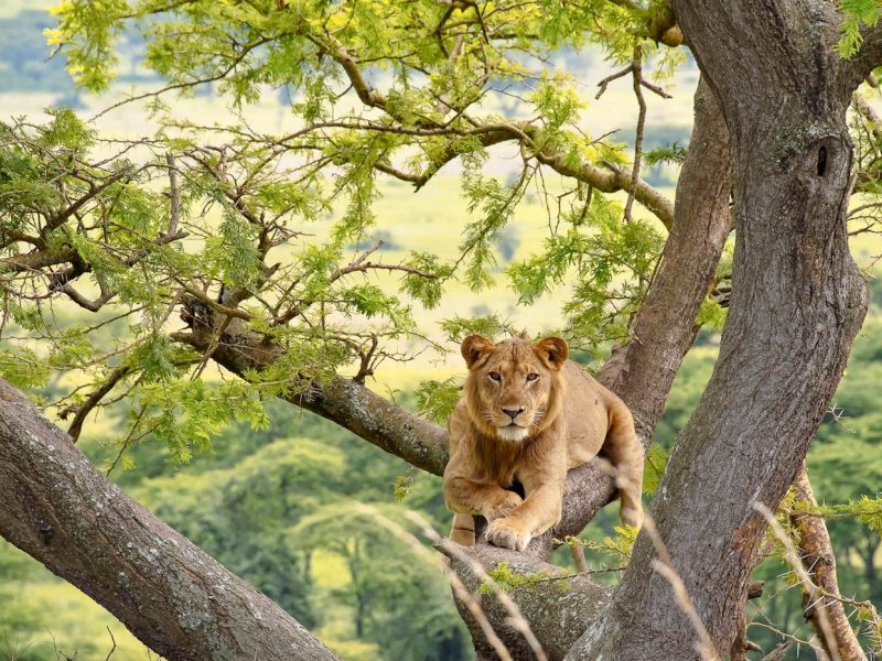 Tree Climbing Lions Tracking