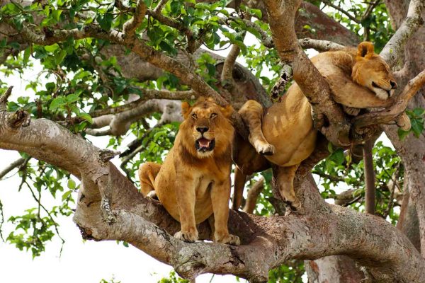 Uganda wildlife adventures