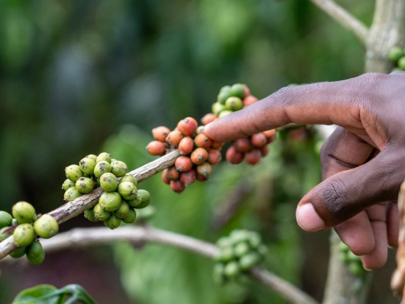 Agro-tour walk