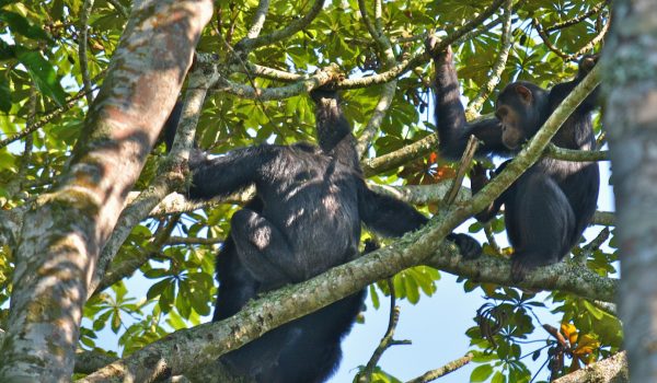 Chimpanzee Tracking in Kyambura Gorge