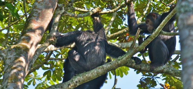 Chimpanzee Tracking in Kyambura Gorge