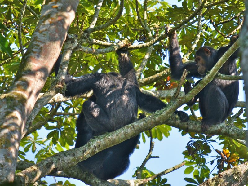 Chimpanzee Tracking in Kyambura Gorge