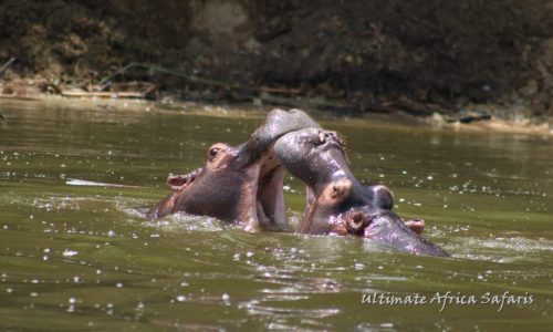 Queen Elizabeth National Park