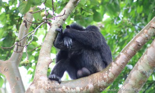 Chimpanzee Tracking in Uganda