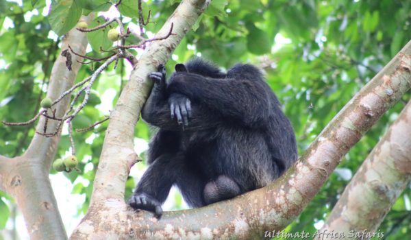 Chimpanzee Tracking in Uganda