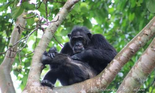 Chimpanzee Tracking in Uganda