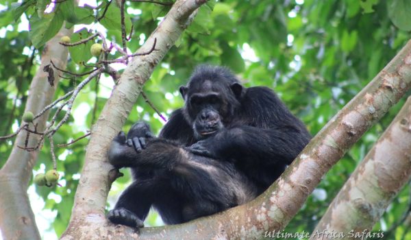 Chimpanzee Tracking in Uganda